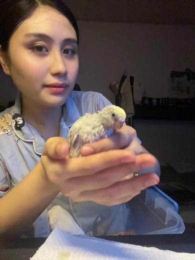 Day 2 Hand Feeding a Budgie | Gaining Bird Trust & Recall Training