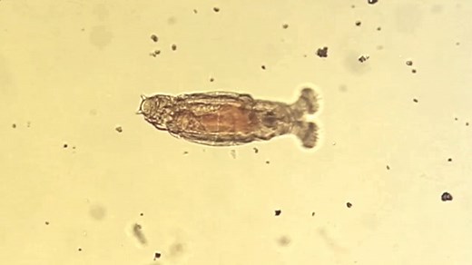 27K views · 493 reactions | Though she be but little, she is fierce!...