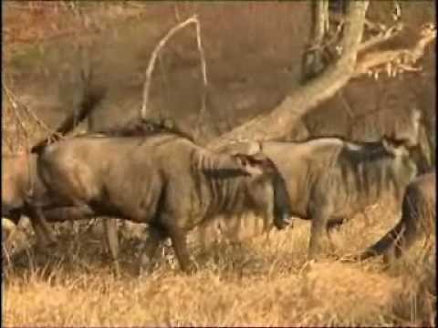 Serengeti National Park - Tanzania