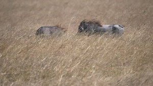 Two Male Warthogs Fighting Masai Mara 库存影片视频（100% 免版税）1028271290 | Shutterstock