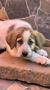 Darnell and his six siblings are ten week old Great Pyrenees mixes. They’re about as cute as you can get and are fixed, microchipped, vaccinated, and ready to be adopted! Fill out an application on our website today. #adoptablepuppies | Stealing Hearts Rescue
