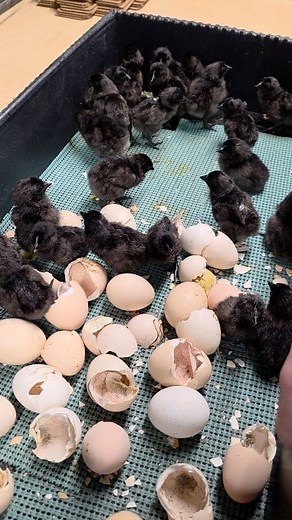 Hatching Ayam Cemani chicks. nicholscounty.com #ayamcemani #nicholscounty #cutechicks #chickensoftiktok #chickensofinstagram #chicks #gqf #hatchingeggs | Nichols County