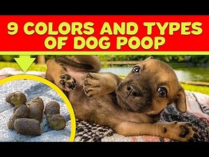 9 Colors And Types Of Dog Poop You Should Never Ever Ignore