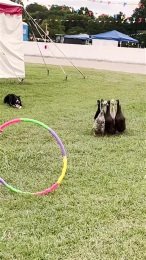 5K views · 57 reactions | Maury County Fair | The Quack Pack USA | Facebook