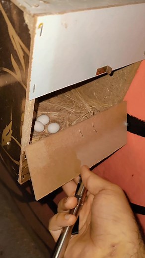 Candling of Parrot Eggs: A Complete Guide