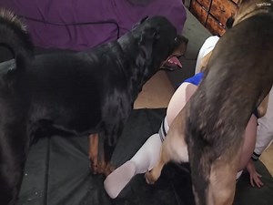 Two big dogs taking turns fucking a gay crossdresser