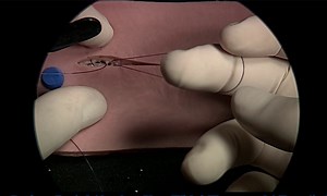 Applying Friction Knots & Aberdeen Knot: Veterinary Guide