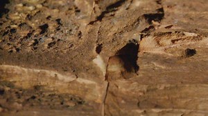 Back in 2017, for the first time ever, scientists observed a species of vampire bat in Brazil feeding on human blood. 🦇💉 Here’s a throwback to when we met up with biologist Enrico Bernard to learn more about this blood-sucking phenomenon!💉 | Daily Planet