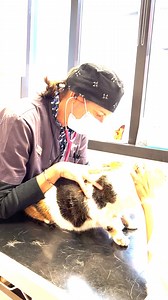 A quelle fréquence brossez-vous votre chat ? Il est important de le brosser régulièrement pour éviter la formation de boule de poils qui peut rester coincée dans le tube digestif et entraîner une obstruction. La chirurgie est alors obligatoire. 🙏 Prenez rendez-vous sur : 👉 www.sevetys.fr ☎️ 01.40.86.01.01 🏩 53 avenue de la Marne. 92600 Asnières-sur-Seine | Sevetys