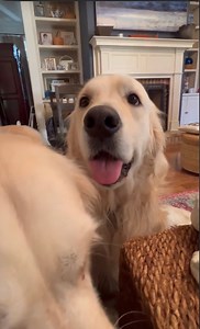 Friends To Beg Report for Duty. 😁 Bubbacini and RosieTosie | Along Came Polly, Rosie and Bubba