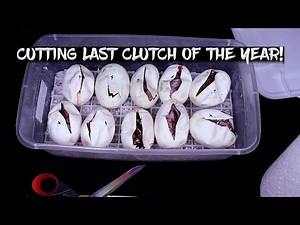 Cutting my Last Ball Python Clutch of the Year! Bamboos!