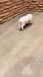 Funny pig #funny #pig #animals #viral #fyp | Turunan Kidul Official
