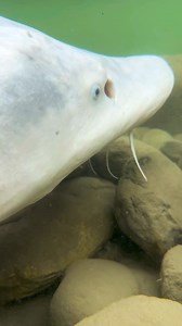 I give you. The wild white Fraser River sturgeon. #sturgeon #unique #reelsviralシ | Sturgeon Slayers