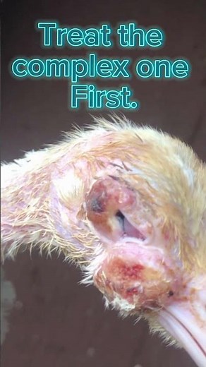 How to spot and treat fowl pox in turkeys 🦃 #turkeys