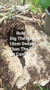 2 Rules When Planting Clematis. Plant With Me. Subscribe For More. Wildlife, Gardening & Crafts.
