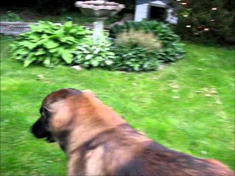 French Bulldog-Brutus and Leonbergers playing