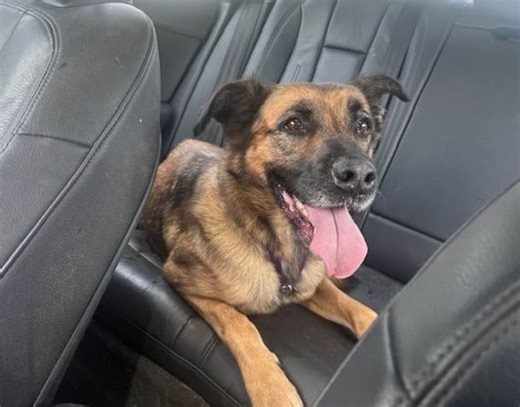 CNY SPCA Pet of the Week: Dora is an explorer