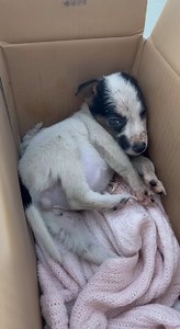 Panda didn’t ask for a hard beginning. She asked for help—and someone listened. 🐶💛 Her journey shows how quickly kindness can change a life. 👉 Full story waiting in the first comment 👇👇 #PuppyRescueStory #LoveChangesLives #SavedInTime #RescueAndRecovery #HopeForAnimals #KindnessMatters #DogsofHope #RescueCommunity | When Hearts Answer