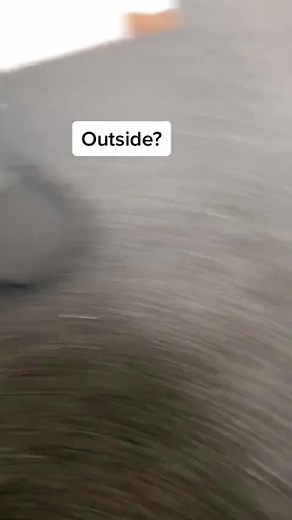 15K views · 754 reactions | A Very Talkative Morning With Blue Parrot  | Hamlet The Parrot | Facebook