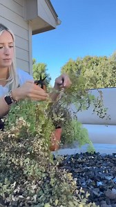 12K views · 83 reactions | Can you relate? 﫠 My 4th maidenhair fern is still technically alive so…‍♀️ #houseplants #maidenhairfern | House + Plant | Facebook