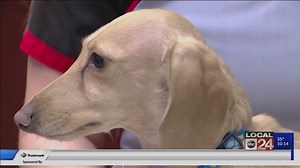 Pet experts weigh in on the dangers of microchip migration and how to keep your pet safe