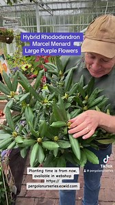 23 reactions | Rhododendron” Marcel Menard” is a tough reliable...