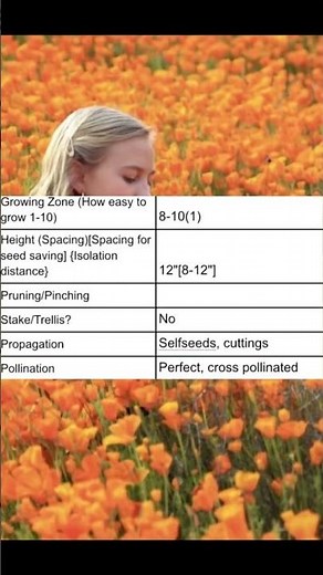 How to Grow California Poppies