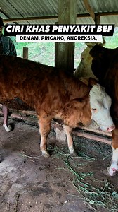 45K views · 181 reactions | Gejala penyakit BEF pada sapi #peternaksapi #penyakitsapi #salamngarit #sobatngarit # # #bolongarit #pedet | Annas Agung Nugraha | Facebook