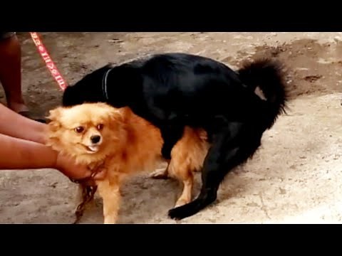 DOG BREEDING| DOG MATING