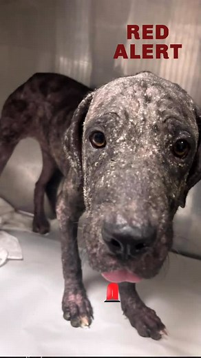 #Repost @urgentdogsofmiami ・・・ 🚨🚨MIAMI FL #A2713895-/#A2713899- needs rescue help asap pet qualifies for sun program under category d1 This pet is in urgent need of rescue to ensure ongoing treatment for the following behavioral or medical concerns: Presented for generalized dermatitis to the clinic. On exam, pet has multiple areas of alopecia on face and trunk, dry skin throughout. “rancid” smell or greasy skin noted. May require a cytology to rule out secondary yeast infections. Skin scrapin