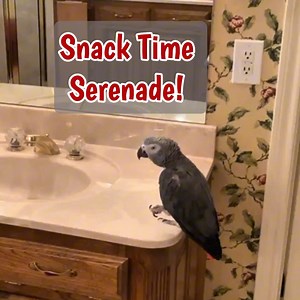 19K views · 1K reactions | Einstein Parrot is back with his hilarious...