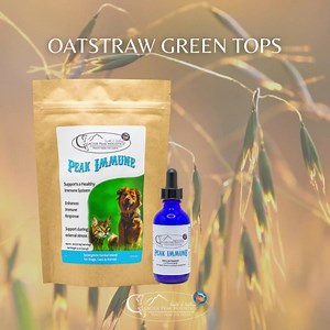 Oat straw green tops is one of the ingredients in our Peak Immune herbal remedy. 🌿🩵 Oat straw green tops is an herb🌿, not a grain🌾. It’s the top of the plant, harvested when the seed is at the milk stage before it’s fully ripe. Meaning, it is safe to feed if you feed a grain-free diet and want to keep it that way. Oat straw is known to have several health benefits such as improving mental health, supporting nerve function, reducing inflammation, relieving muscle spasms, and even aid in the h