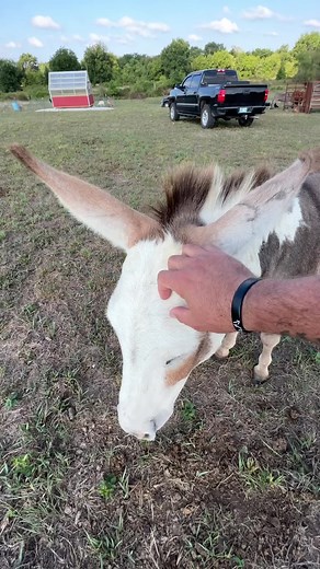 Little Donk | Doss Farms