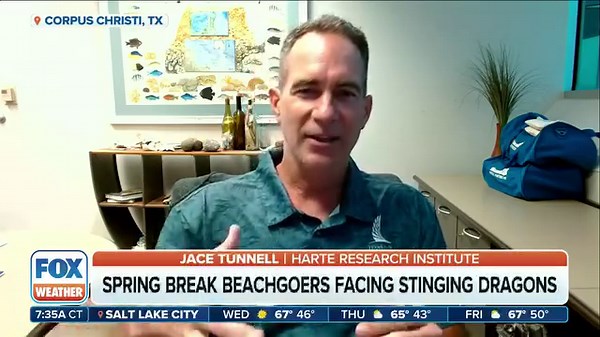 64K views · 568 reactions | VENOMOUS SEA SLUGS: Springbreakers in Texas are encountering a unique situation compared to those in other areas. Blue dragons, venomous and brightly colored sea slugs, have been washing up on Texas beaches. Jace Tunnell from the Harte Research Institute joined FOX Weather to educate others on these sea creatures. | FOX Weather | Facebook