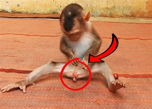 6.3K views · 225 reactions | Baby Alien Check and Check Private Area and Eating at the Same Time | Monkey Family | Facebook