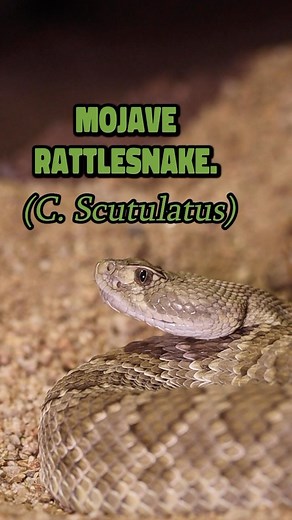 9.1K views · 54 reactions | Meet the Mojave rattlesnake  . Every...