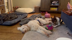 Night night. Like sharing a bed with my youngest. | The Tucker Farm