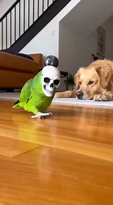 1.5M views · 23K reactions | Parrot Pranks Dog With Scary Mask! #ParrotPrank #FunnyPets #DogVsParrot #PetComedy #ViralPets | Bad liar | Facebook