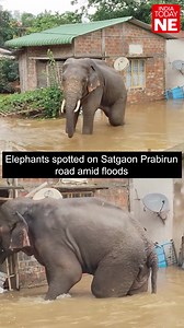 As floodwaters rise across Assam, elephants were seen navigating submerged roads in Satgaon. A striking reminder of how wildlife is also battling the impact of extreme weather. #AssamFloods #Satgaon #WildlifeInFloods #Elephants #NortheastIndia #ClimateCrisis | IndiaToday NE