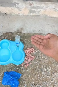 Lion Baby Feeding❤️ | Inzi Or Ibrahim