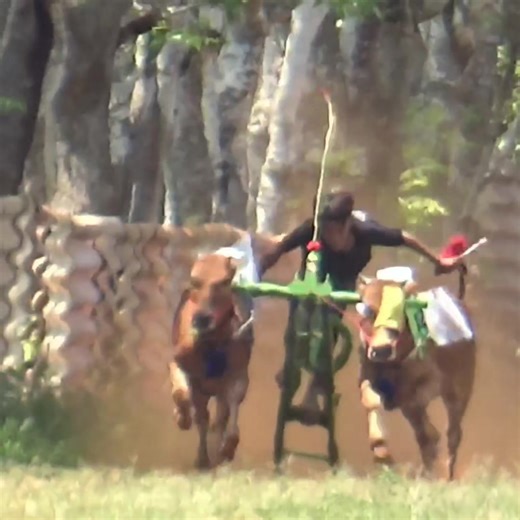49K views · 235 reactions | Karapan Sapi Kecil Terobos Sampai Ke Sawah Saat Latihan Di Lapangan Bluto Sumenep. | Kerapan Sapi Madura | Facebook