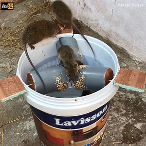 1.8M views | Best Mouse Reject/PVC Water Bottle Mouse Trap/DIY make A Mouse Trap Homemade /Hate Mice Credit: Mouse Reject - youtu. be/O2KHPh-tDRA | Gabriel Motorcycles | Facebook