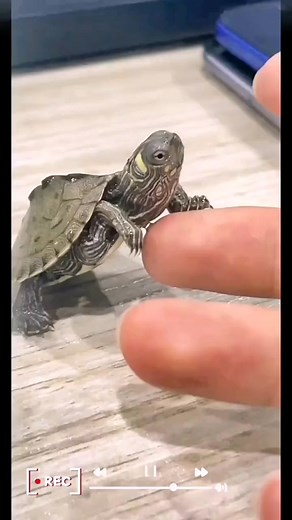 Baby turtle🐢#turtle #🐢 #pet #cute #turtle #turtles #reptile #reptiles #💚 | Timothy Miller