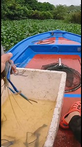 51K views · 752 reactions | Mancing Guna Umpan Udang Galah戀 ajoispeed77 | Kau Tengok Jela | Facebook