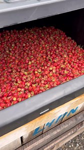 Strawberries are picked and pressed now going into wine | Yori Wine Cellars