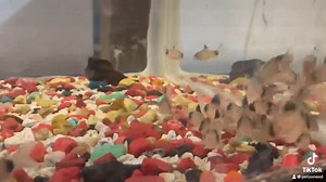 80 reactions | Meet the charming Panda Corydoras, the little scavengers of the aquarium world. With their playful panda-like markings, these friendly fish are always busy keeping the bottom clean.  #PandaCorydoras #AquariumHelpers | Pet Zone Tropical Fish, San Diego, California | Facebook