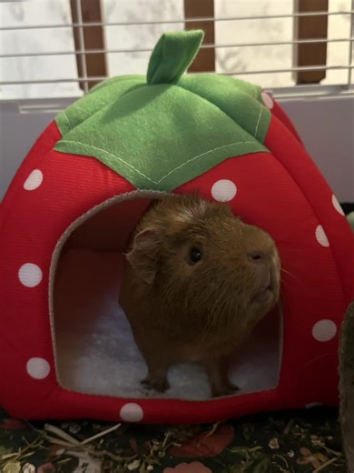 Amy Louise Schultz on TikTok