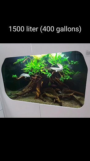 Ornate Bichir (Polypterus ornatipinnis) in a 1500 liter (400 gallons) aquarium at the Natural History Museum in Karlsruhe Germany 🐉🇩🇪 The Ornate Bichir has a barely penetrable scale of enamel and bone (dentin) material, which is of and bone (dentin) material, which has aroused the interest of of material researchers. The complex structure of these "ganoid" scales serves as a model for the development of bulletproof vests and armor armor for military vehicles Naturkundemuseum Karlsruhe #werbun