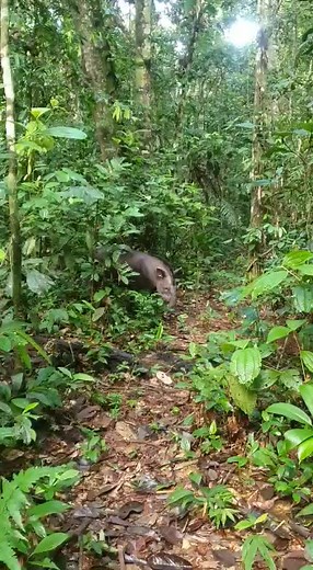 What better way to celebrate World Tapir Day than with an up-close encounter with a Tapir? The South American/Lowland Tapir (Tapirus terrestris) is the largest native terrestrial mammal still living in the Amazon. Encountering one on foot resembles what it would be like to encounter a well-fed cow in the middle of the jungle. Despite their size, they are usually pretty secretive, and although tracks and camera trap captures are not considered to be massively rare, this in-person up-close encount