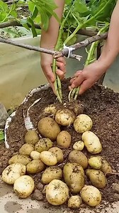 Easy steps to propagate(plant) your potato #potato #easyhacks #DIYfarming | Manufor Progress
